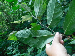 Ficus asperiuscula