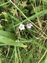 Geranium thunbergii