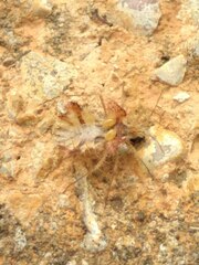 Phyllomorpha laciniata