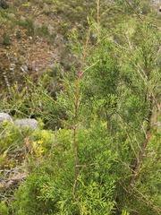 Widdringtonia nodiflora