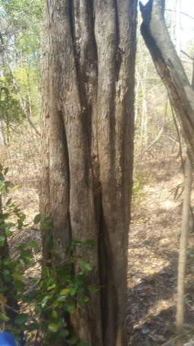 Baudouinia fluggeiformis