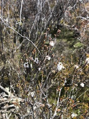 Epacris