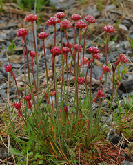 Armeria curvifolia