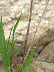 Lestidae