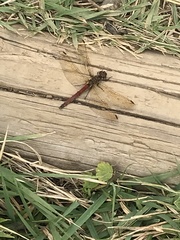 Sympetrum frequens