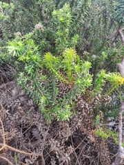 Cullumia setosa