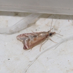 Syntonarcha iriastis