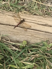 Sympetrum frequens