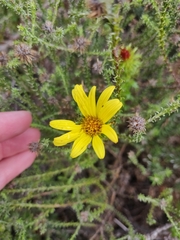 Cullumia setosa