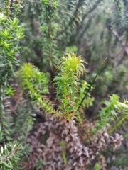 Cullumia setosa