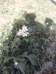 Diplotaxis erucoides