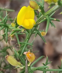 Ulex parviflorus