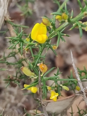 Ulex parviflorus
