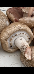 Agaricus depauperatus