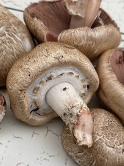Agaricus depauperatus