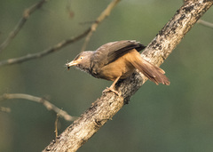 Argya striata