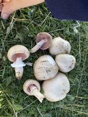 Agaricus depauperatus