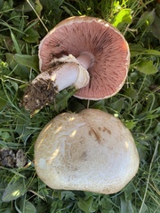 Agaricus depauperatus