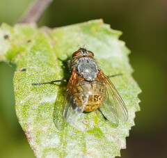 Calliphora hilli