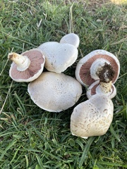 Agaricus depauperatus