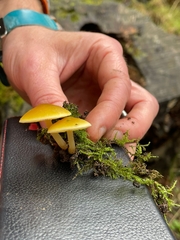 Pluteus leoninus