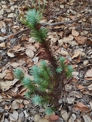 Pinus pinea