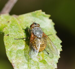 Calliphora hilli