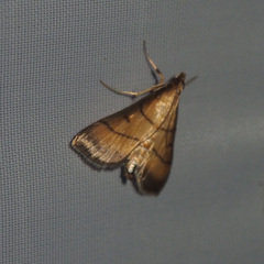 Cnaphalocrocis medinalis