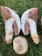 Agaricus depauperatus