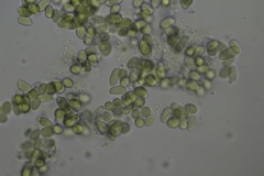 Mycena aurantiomarginata