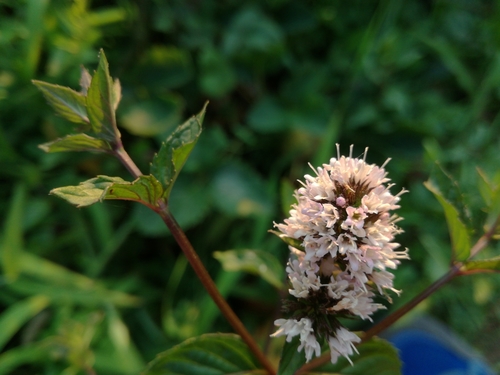 Barska metvica (Mentha aquatica)