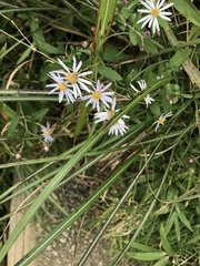 Aster microcephalus