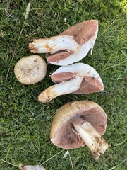 Agaricus depauperatus