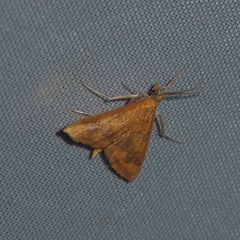 Pyrausta phoenicealis