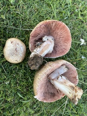 Agaricus depauperatus