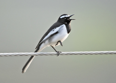 Motacilla maderaspatensis
