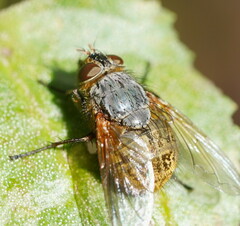 Calliphora hilli