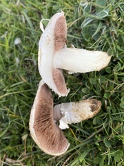 Agaricus depauperatus