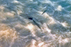 Valenciennea longipinnis