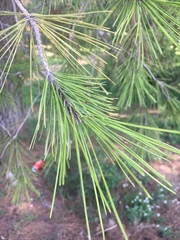 Pinus
