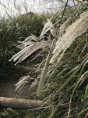 Miscanthus sacchariflorus