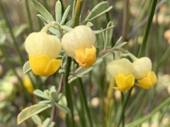 Hermannia hyssopifolia