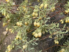 Hermannia hyssopifolia