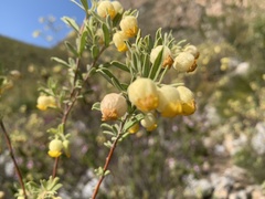 Hermannia hyssopifolia