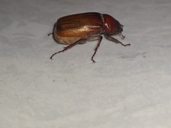 Amphitrichia constricta