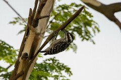 Yungipicus moluccensis