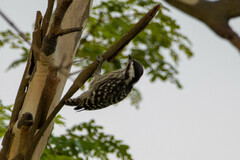 Yungipicus moluccensis