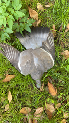 Columba palumbus
