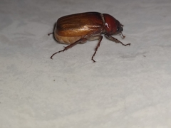 Amphitrichia constricta