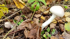 Amanita virosa